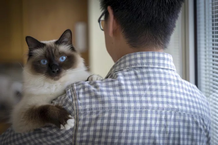 The 10 Most Affectionate Cat Breeds