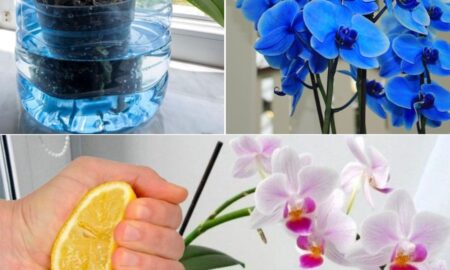 The Lemon Juice Trick to Revive and Bloom Your Orchids