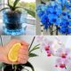 The Lemon Juice Trick to Revive and Bloom Your Orchids