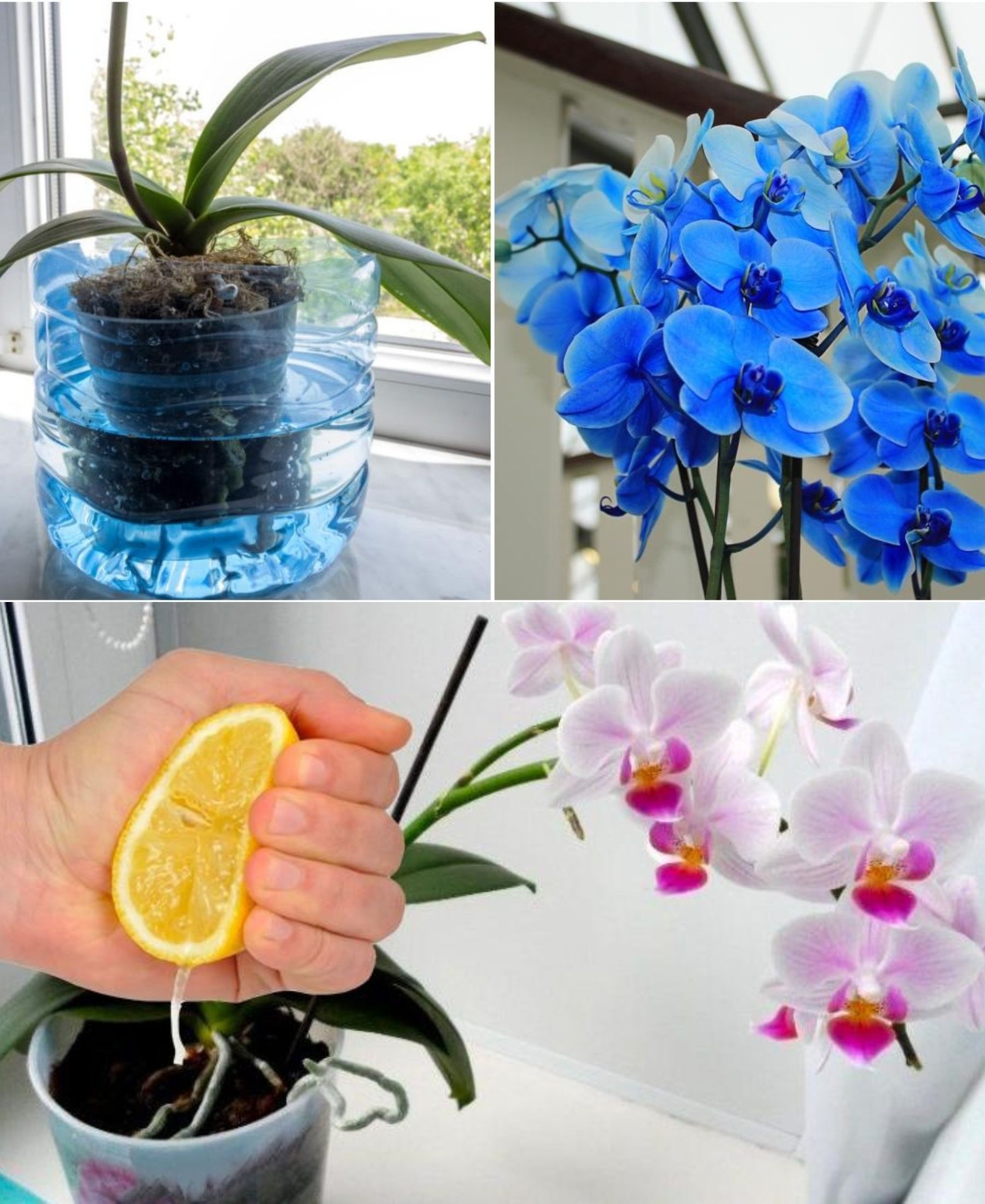 The Lemon Juice Trick to Revive and Bloom Your Orchids