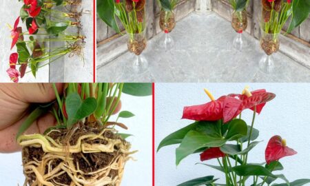 Super flowering anthurium: how to grow it in water if you want it lush for years