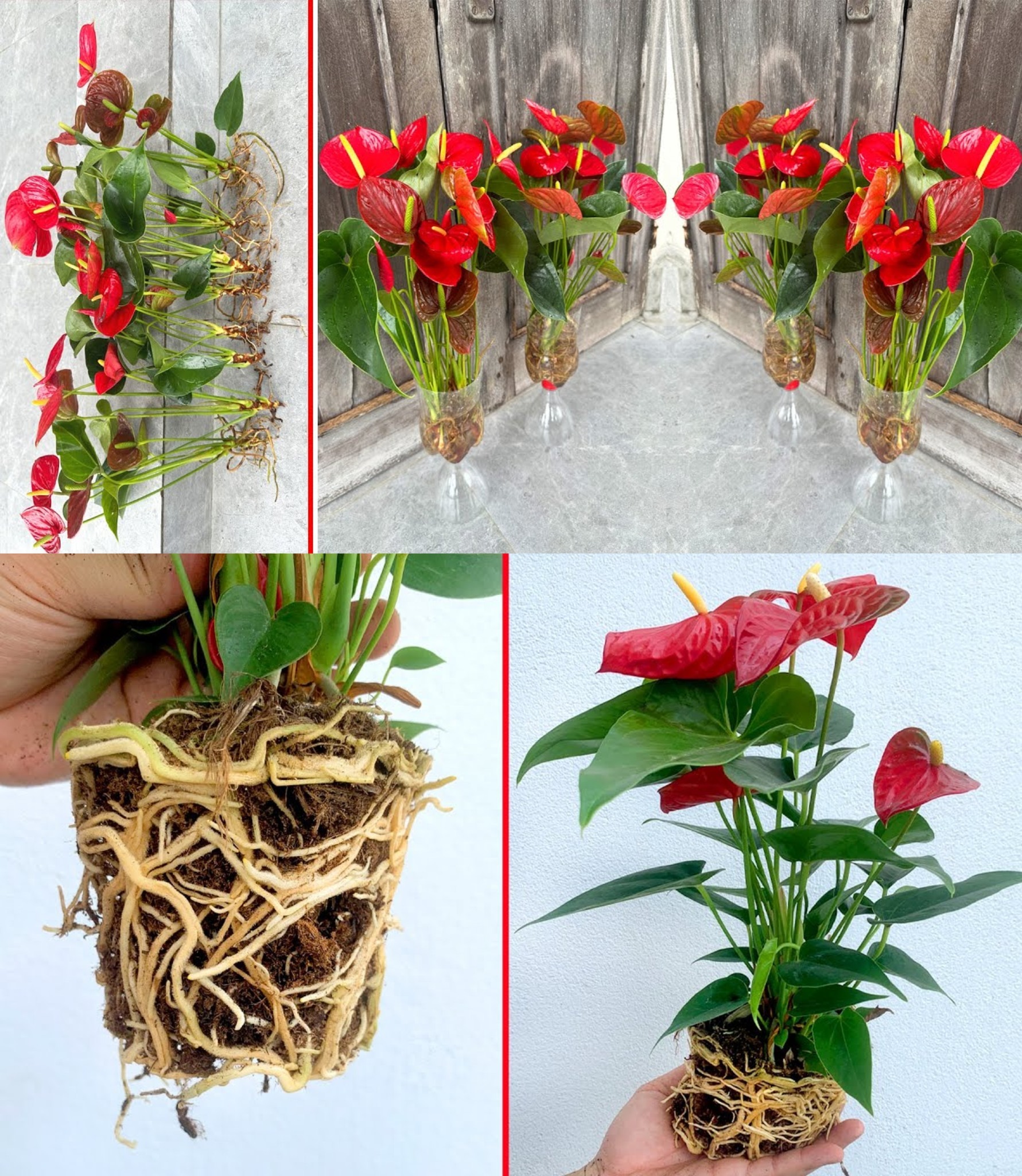 Super flowering anthurium: how to grow it in water if you want it lush for years